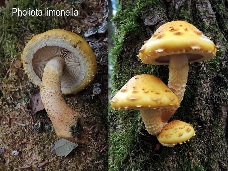 Pholiota limonella-amf1435-1.jpg - Pholiota limonella ; Syn1: Pholiota ceruferoides ; Syn2: Pholiota subsquarrosa var.limonella ; Non français: Pholiote couleur citron